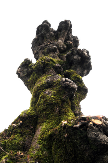 Фотография под названием "arbre 08" - Antoine Marelle, Подлинное произведение искусства, Цифровая фотография