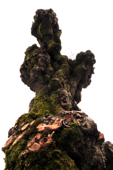 Photography titled "arbre 11" by Antoine Marelle, Original Artwork, Digital Photography