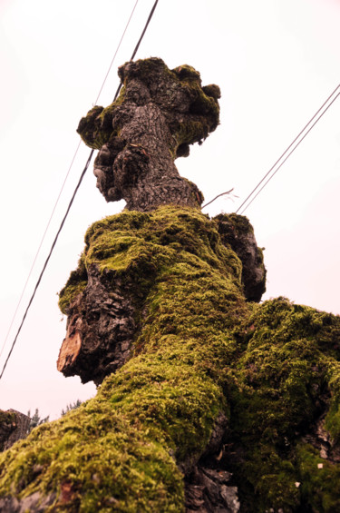 Photographie intitulée "arbre 13" par Antoine Marelle, Œuvre d'art originale, Photographie numérique