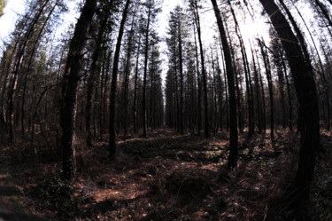Photography titled "foret" by Antoine Marelle, Original Artwork, Digital Photography