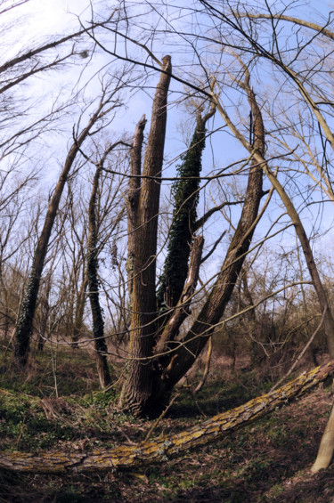 Fotografia intitolato "nature arbre" da Antoine Marelle, Opera d'arte originale, Fotografia digitale