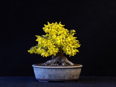 Fotografía titulada "bonsai" por Anton Laurov, Obra de arte original, Fotografía digital