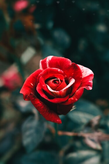 摄影 标题为“rose” 由Anton Laurov, 原创艺术品, 数码摄影