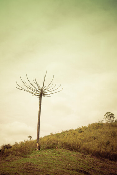 Photographie intitulée "Candelabra Tree" par Antonio Schubert, Œuvre d'art originale, Photographie numérique