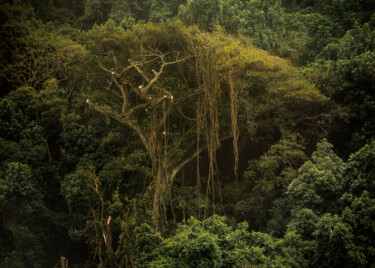 Fotografia intitolato "Tijuca Forest XV" da Antonio Schubert, Opera d'arte originale, Fotografia digitale