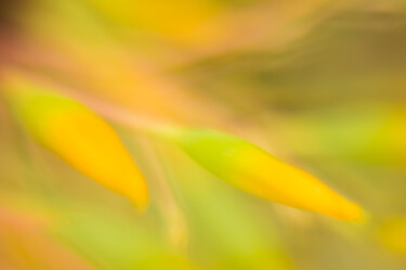 Fotografia zatytułowany „Amarelo” autorstwa Antonio Schubert, Oryginalna praca, Fotografia cyfrowa