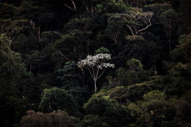 Photographie intitulée "Embaúba VII" par Antonio Schubert, Œuvre d'art originale, Photographie numérique