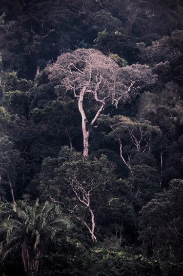 Photographie intitulée "Tijuca Forest VIII" par Antonio Schubert, Œuvre d'art originale, Photographie numérique