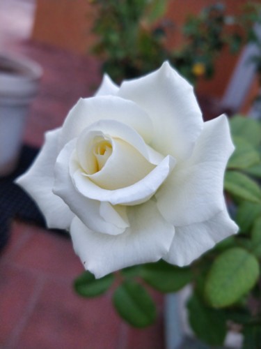 Photography titled "White Rose" by Ak, Original Artwork, Digital Photography