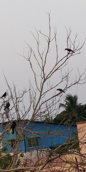 Photography titled "Birds on a Tree" by Ak, Original Artwork, Digital Photography