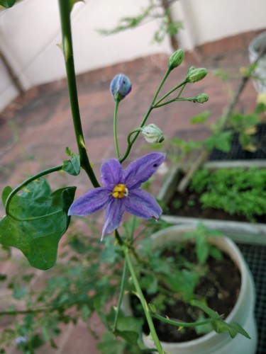 Photographie intitulée "Purple Flower" par Ak, Œuvre d'art originale, Photographie numérique