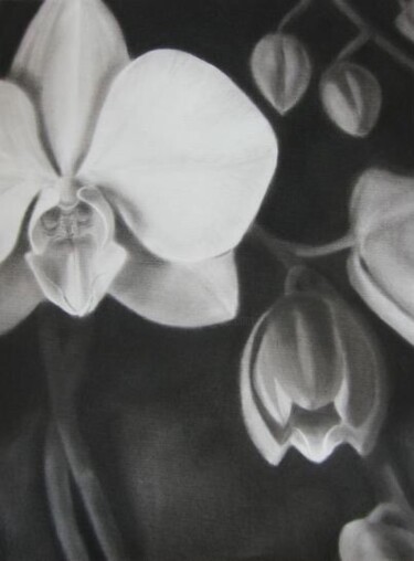 Drawing titled "Orchid" by Anyck Alvarez Kerloch, Original Artwork, Charcoal