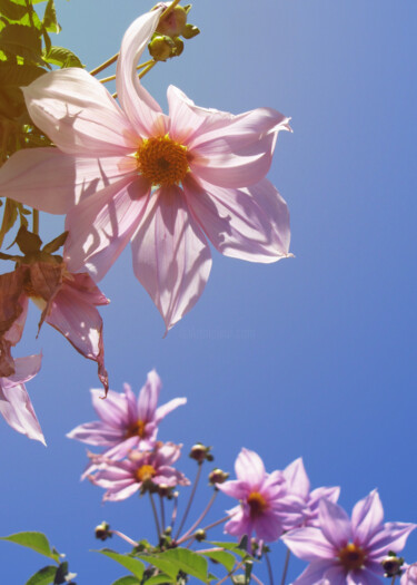 Photographie intitulée "Fleur du Printemps 1" par Aonaka, Œuvre d'art originale, Photographie numérique