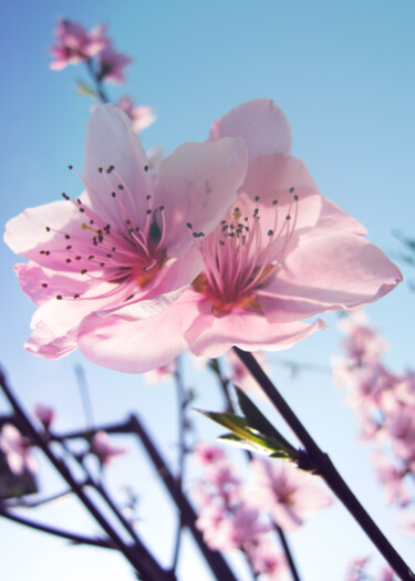 Fotografia intitulada "Fleur de Sakura" por Aonaka, Obras de arte originais, Fotografia digital