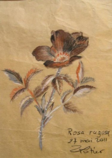 Drawing titled "Rosa rugosa" by Annick Potier, Original Artwork, Other