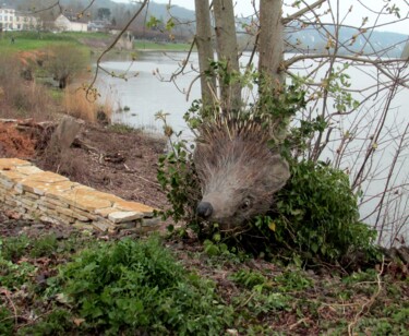 Fotografia zatytułowany „Hérisson à Seine de…” autorstwa Applestrophe, Oryginalna praca, Manipulowana fotografia