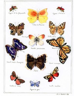 Peinture intitulée "papillons" par Isabelle Ruest, Œuvre d'art originale, Huile