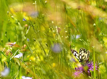 Photography titled "papillon" by Aquartistiq, Original Artwork, Digital Photography