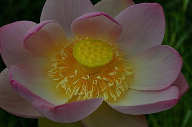 Photography titled "lotus zoom" by Aquartistiq, Original Artwork, Digital Photography