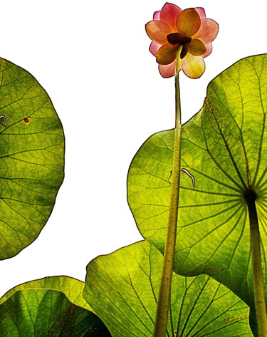 Photography titled "lotus et ses feuill…" by Aquartistiq, Original Artwork, Digital Photography