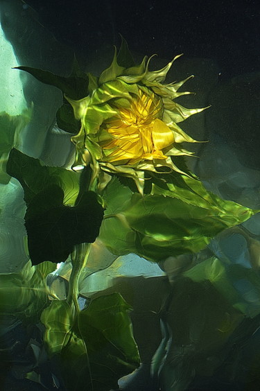 Photographie intitulée "seul tournesol" par Aquartistiq, Œuvre d'art originale, Photographie numérique