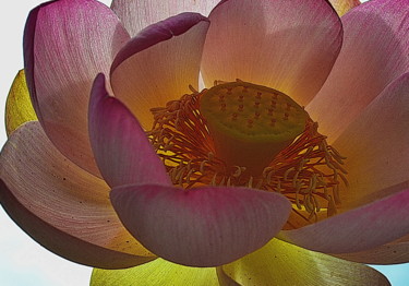 Photographie intitulée "lotus." par Aquartistiq, Œuvre d'art originale, Photographie numérique