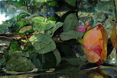 Photographie intitulée "rose seule" par Aquartistiq, Œuvre d'art originale, Photographie numérique
