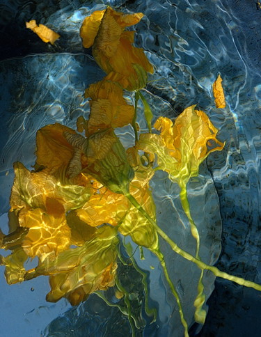 Fotografia zatytułowany „fleurs de courgette…” autorstwa Aquartistiq, Oryginalna praca, Fotografia cyfrowa