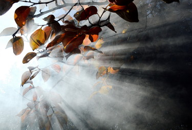 Fotografia zatytułowany „kaki brouillard” autorstwa Aquartistiq, Oryginalna praca, Fotografia cyfrowa