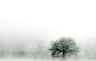 Фотография под названием "arbre." - Aquartistiq, Подлинное произведение искусства, Цифровая фотография