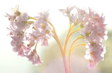 Photographie intitulée "fleurs matinales" par Aquartistiq, Œuvre d'art originale, Photographie numérique