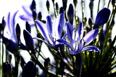 Photographie intitulée "agapanthes.." par Aquartistiq, Œuvre d'art originale, Photographie numérique