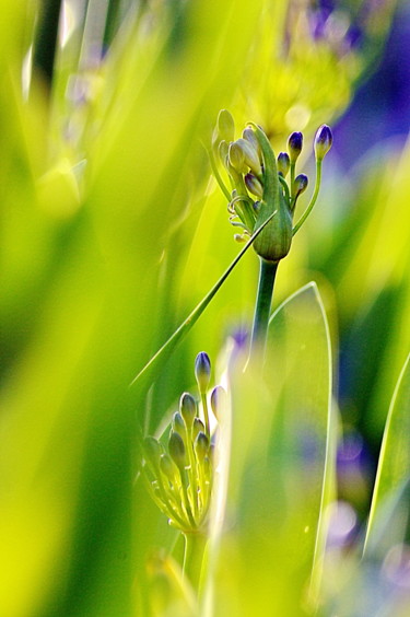 Photographie intitulée "agapanthe 8" par Aquartistiq, Œuvre d'art originale, Photographie numérique