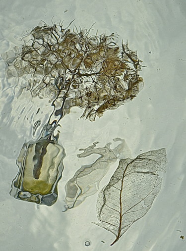 Photographie intitulée "fleurs séchées et v…" par Aquartistiq, Œuvre d'art originale, Photographie numérique