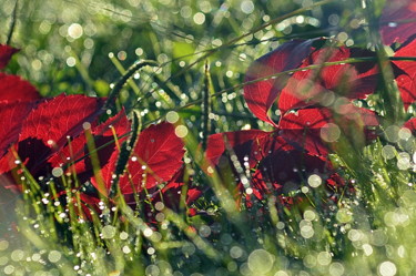 Fotografie mit dem Titel "automne..." von Aquartistiq, Original-Kunstwerk, Digitale Fotografie