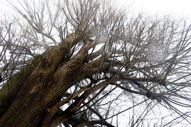 Fotografie getiteld "arbre.." door Aquartistiq, Origineel Kunstwerk, Digitale fotografie