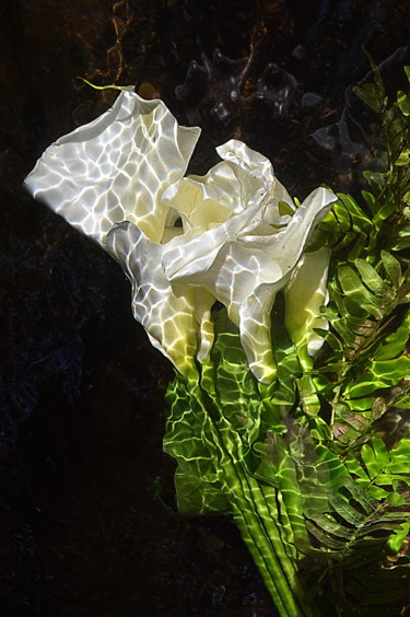 "mes arums" başlıklı Fotoğraf Aquartistiq tarafından, Orijinal sanat, Dijital Fotoğrafçılık