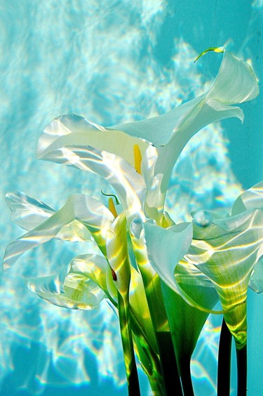 Fotografia intitolato "arums arums" da Aquartistiq, Opera d'arte originale, Fotografia digitale