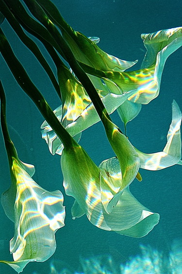 Photographie intitulée "mes arums 2" par Aquartistiq, Œuvre d'art originale, Photographie numérique