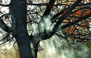 Photographie intitulée "brouillard et lumiè…" par Aquartistiq, Œuvre d'art originale, Photographie numérique