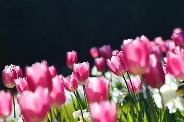 Photographie intitulée "les tulipes. .." par Aquartistiq, Œuvre d'art originale, Photographie numérique