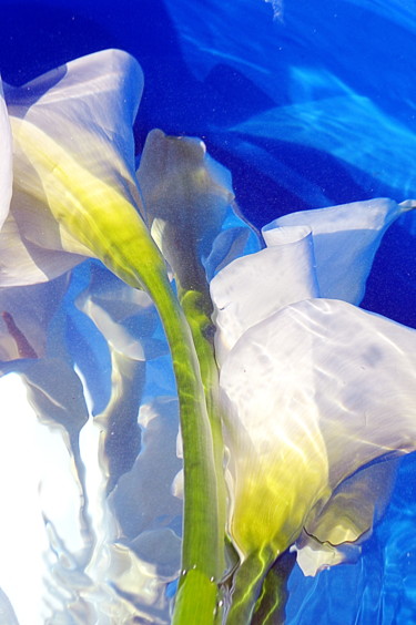 Photographie intitulée "bleu arums" par Aquartistiq, Œuvre d'art originale, Photographie numérique