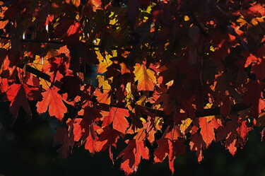 Photographie intitulée "automne 2" par Aquartistiq, Œuvre d'art originale, Photographie numérique