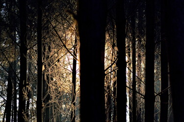 Photographie intitulée "bois...  le matin" par Aquartistiq, Œuvre d'art originale, Photographie numérique