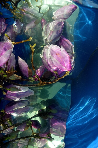Photographie intitulée "magnolia ..." par Aquartistiq, Œuvre d'art originale, Photographie numérique