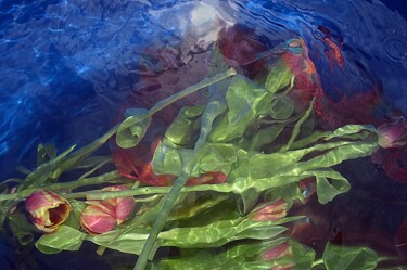 Photographie intitulée "mes tulips." par Aquartistiq, Œuvre d'art originale, Photographie numérique