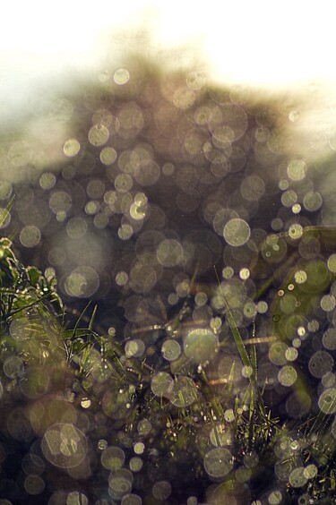 Fotografía titulada "herbe et pluie..." por Aquartistiq, Obra de arte original, Fotografía digital