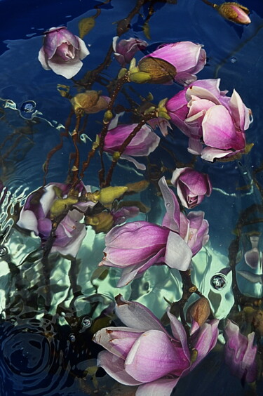 Photographie intitulée "magnolias.." par Aquartistiq, Œuvre d'art originale, Photographie numérique