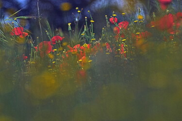 Photographie intitulée "fleurs nature" par Aquartistiq, Œuvre d'art originale, Photographie numérique