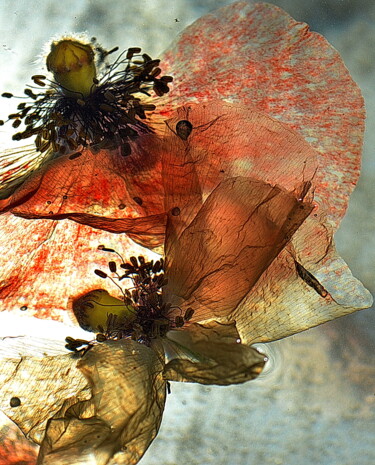 Fotografia intitolato "fleurs flottantes" da Aquartistiq, Opera d'arte originale, Fotografia digitale